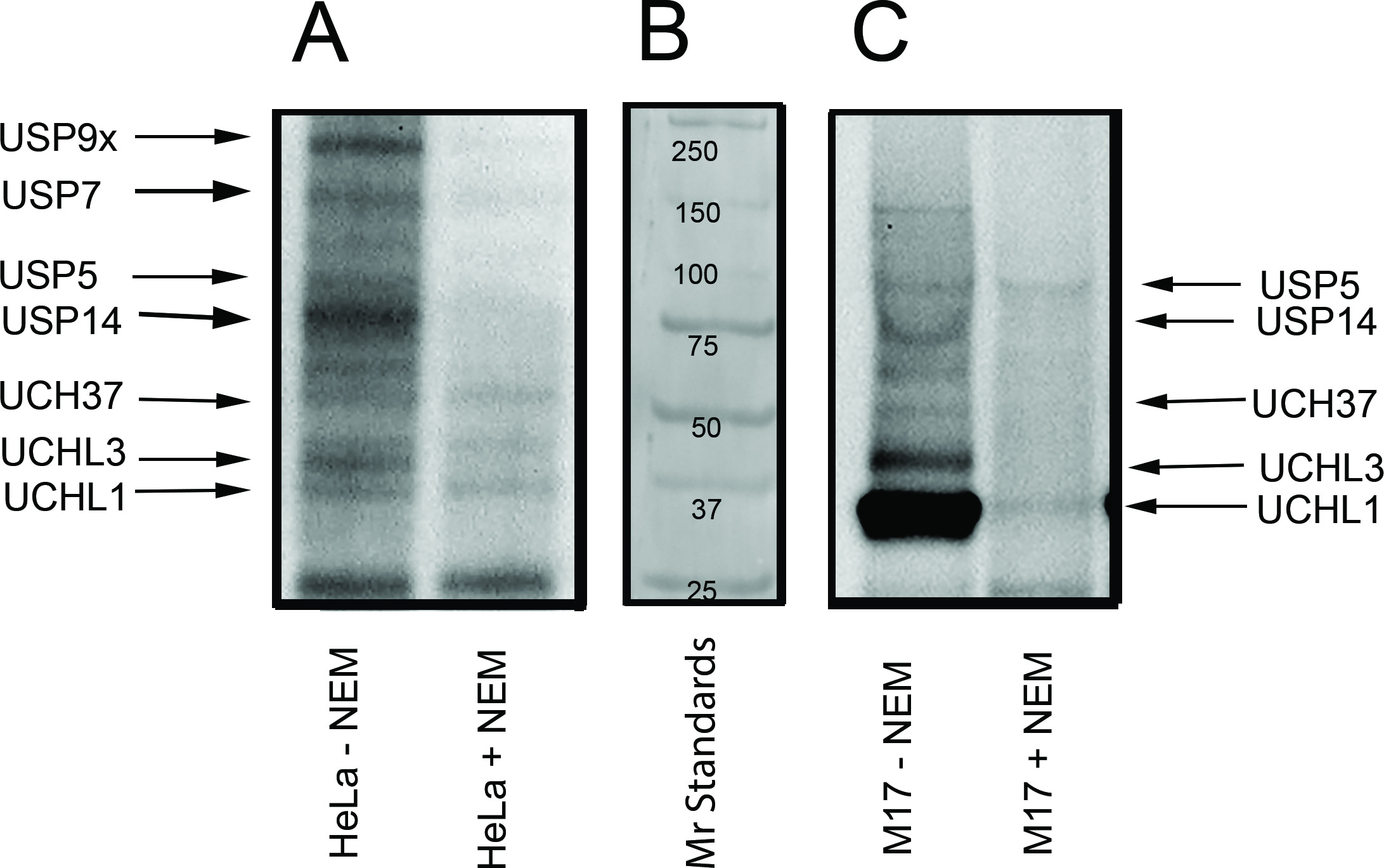Dubca Cell Line Method for Measuring the Activity of Deubiquitinating Enzymes in Cell ...