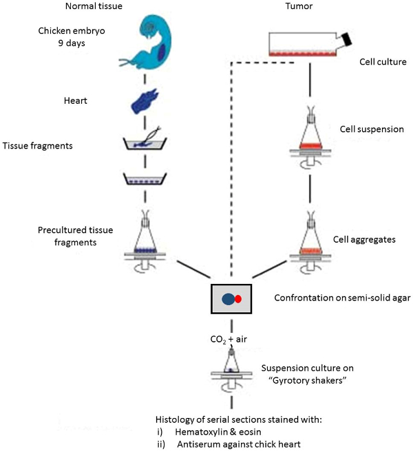 Tissue culture process diagram: chicken embryo, tumor cell confrontation on semi-solid agar, histology.