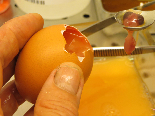 Egg dissection process showing yolk removal with spoon, educational biology demonstration.