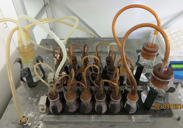 Fermentation setup with tubing for anaerobic culture growth in biochemistry experiment.