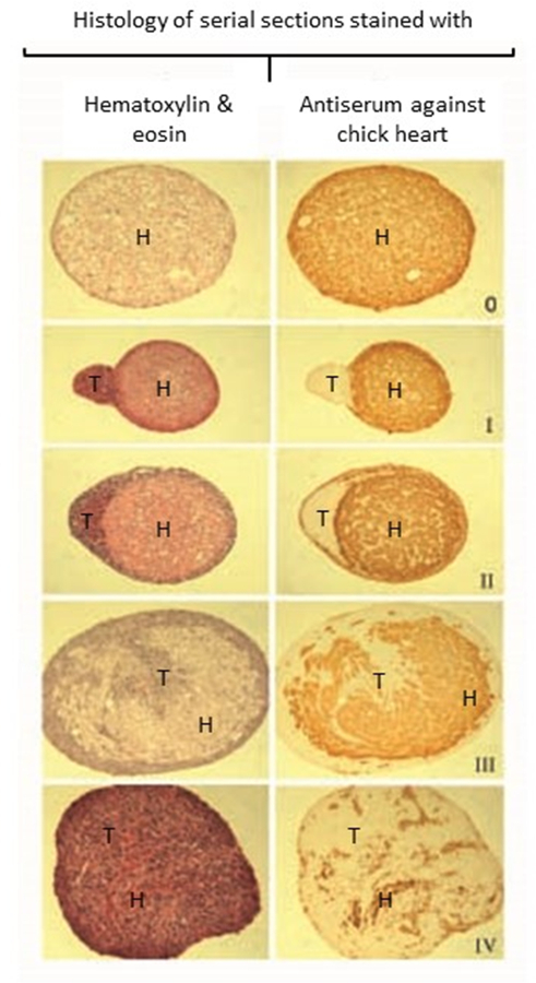 Histology diagram of serial sections; hematoxylin-eosin stain vs. chick heart antiserum analysis.