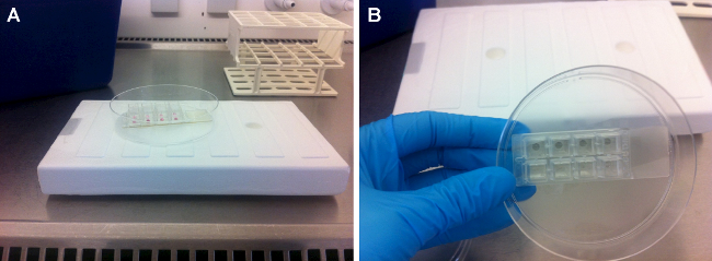 figure-results-1 Cell culturing setup with Petri dish and well plate in lab; used for cell growth analysis.