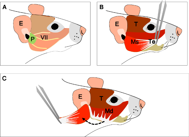 figure-results-2 Mouse facial nerve diagram illustrating anatomical structures and manipulation tools.