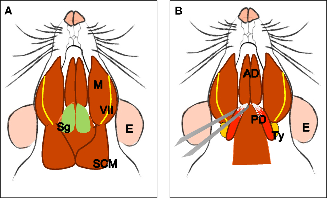 figure-results-3 Mouse gland anatomy diagram showing endocrine structures, ducts, and glandular regions.