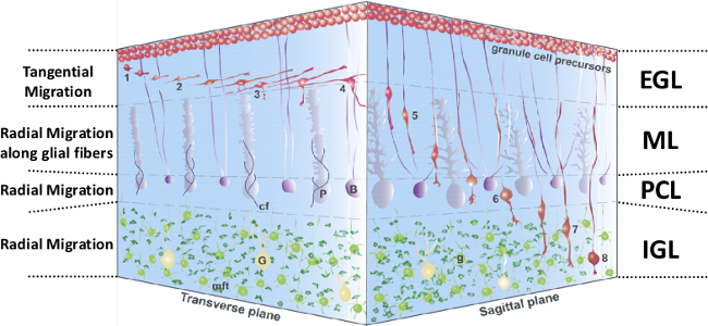figure-results-1 Cerebellar development diagram showing neuronal migration pathways and granule cell layer structure.