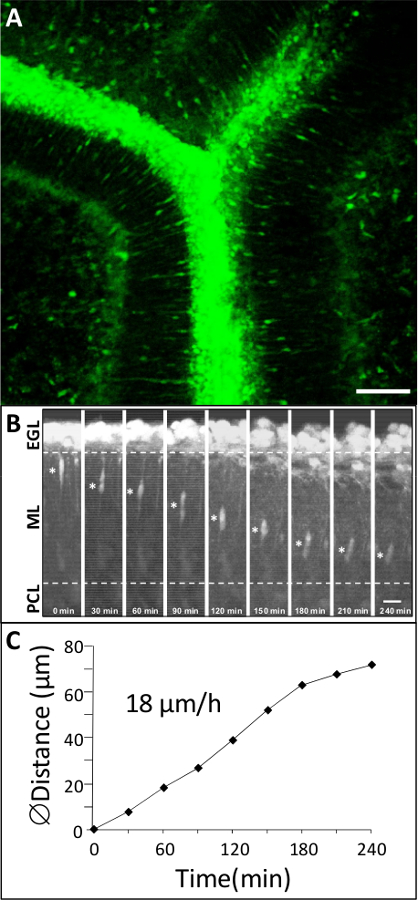 figure-results-3 Neuronal migration in cerebellum; fluorescence microscopy, time-lapse sequence, speed plot 18 μm/h.