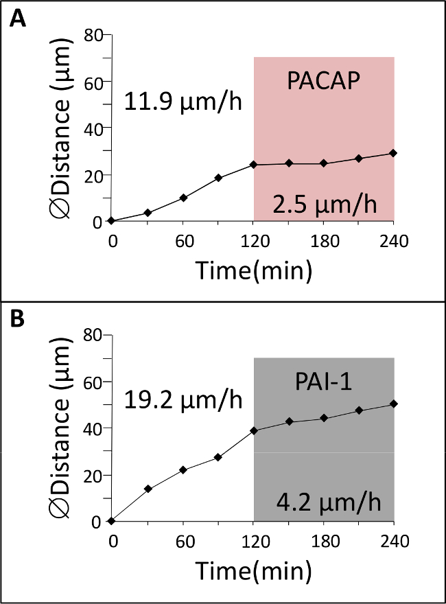 figure-results-4 Graph comparing distance over time for PACAP and PAI-1 treatments showing migration rates in µm/h.