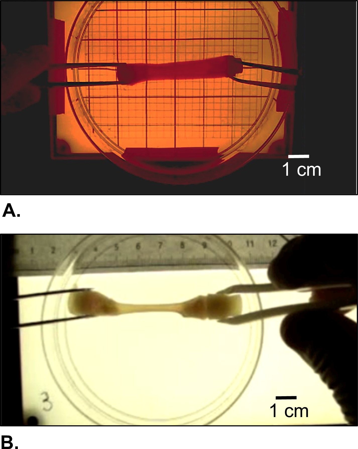 figure-results-5 Stretch-induced deformation; static equilibrium; material sample; tweezer manipulation; experimental setup.