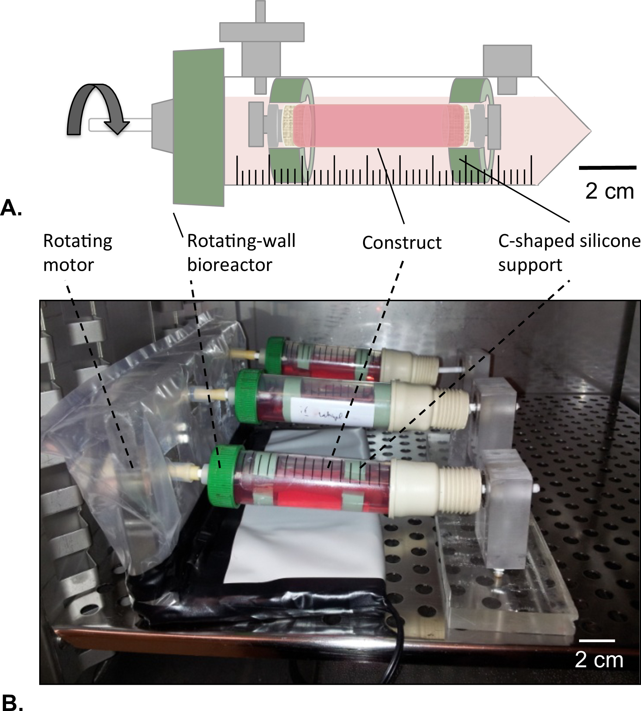figure-results-8 Rotating-wall bioreactor diagram and setup for tissue construct development in laboratory experiment.