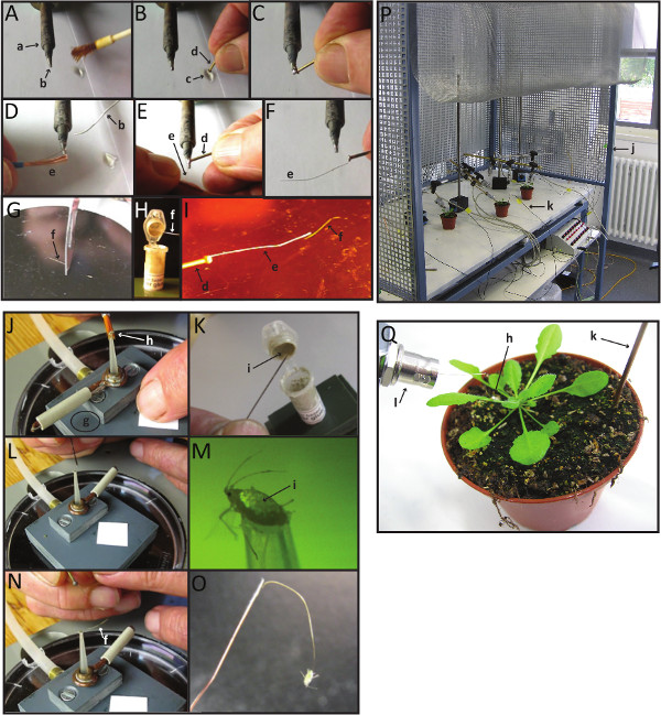 Plant electrophysiology diagram showing experimental setup for electrical signal measurement in plants.