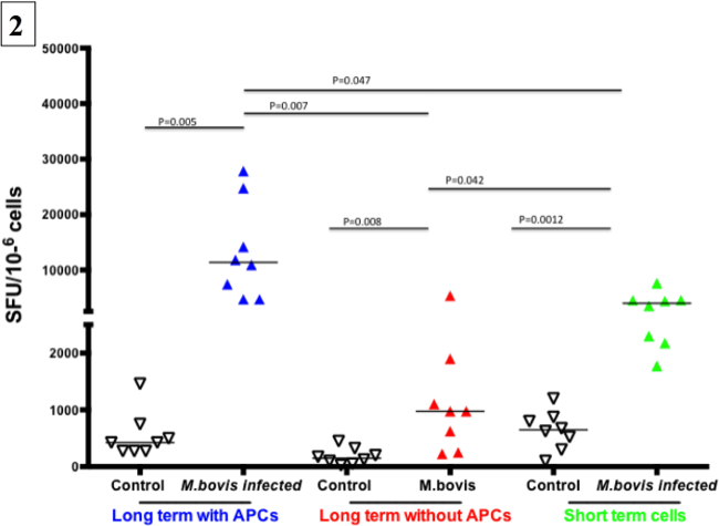 M. bovis infection ELISPOT assay graph; cell groups with/without APCs; P-value analysis; immunology.