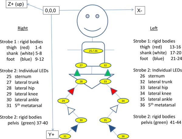 Kinematic analysis diagram; body point LED setup for motion capture and data acquisition.
