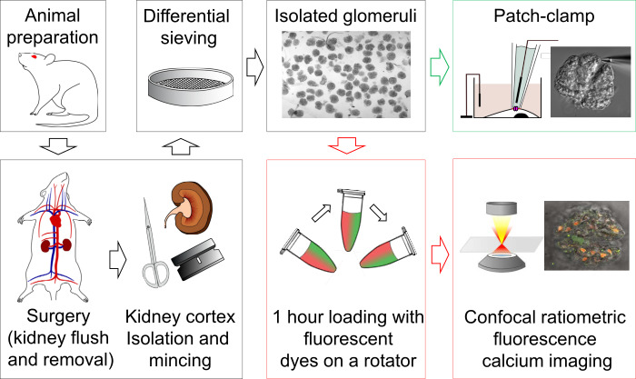 Video: Single-channel Analysis and Calcium Imaging in the Podocytes of ...