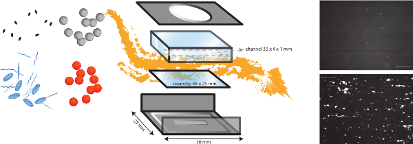 figure-results-1 Microfluidic device diagram for cell sorting; microscopy images show results in channel.