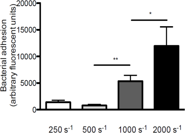 figure-results-2 Bacterial adhesion bar graph; adhesion vs. shear rate (250-2000 s^-1); fluorescence units.