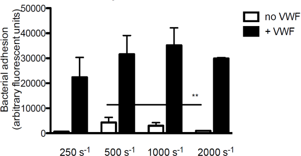 figure-results-3 Bacterial adhesion graph; fluorescence vs. shear rates; impact of VWF in bar chart.