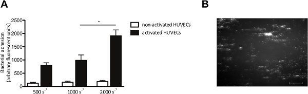 figure-results-4 Bacterial adhesion bar graph and microscope image comparing HUVEC activation states in flow assay.