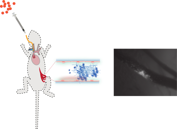 figure-results-5 Pharmacokinetics, drug injection process diagram, vascular distribution, microscopy analysis result.