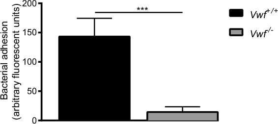figure-results-6 Bacterial adhesion bar graph; comparing Vwf+/+ and Vwf-/-; fluorescence units analysis.
