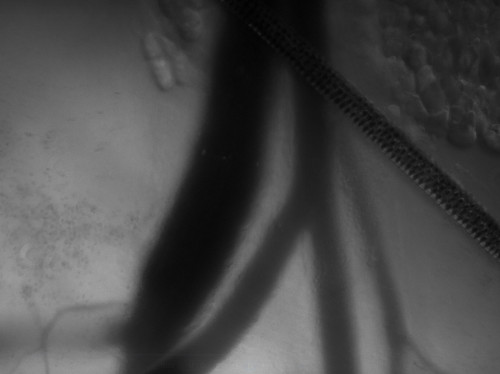 figure-results-7 Microscopy image of cellular structures; electron micrograph shows detailed membrane organization.