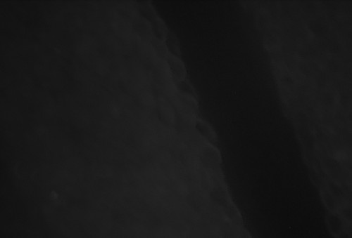 figure-results-9 Microscope image of cellular structure; dark field microscopy used for enhanced contrast visualization.
