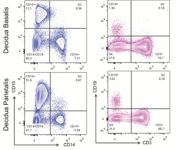 Flow cytometry data analysis; two CD15 vs CD14, CD19 vs CD3 scatter plots; cell population study.