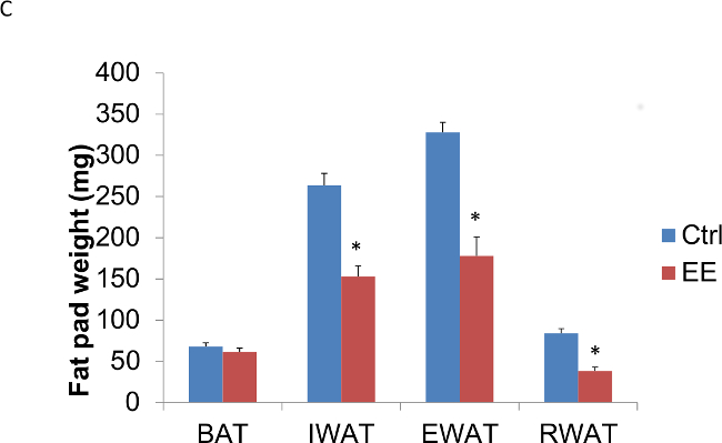 Fat pad weight comparison chart; BAT, IWAT, EWAT, RWAT; blue (Ctrl) vs red (EE); data analysis.
