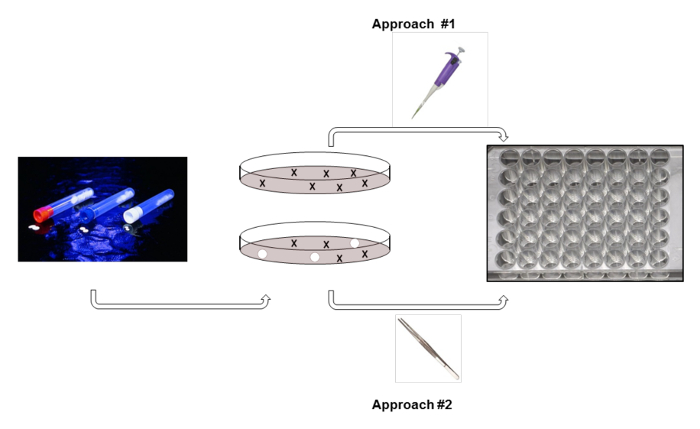 Pipetting methods in microbiology, diagram showing two approaches using micropipettes and petri dishes.