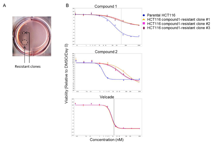 Cell viability assay; resistant clones; concentration-response graph; drug efficacy analysis.