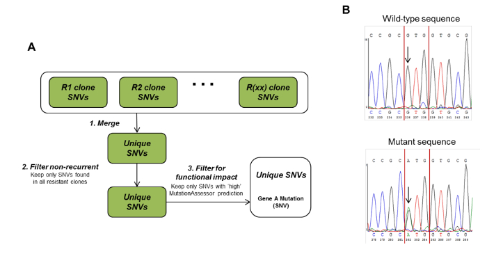 Flowchart of SNVs analysis process; sequencing graph shows wild-type and mutant DNA comparison.