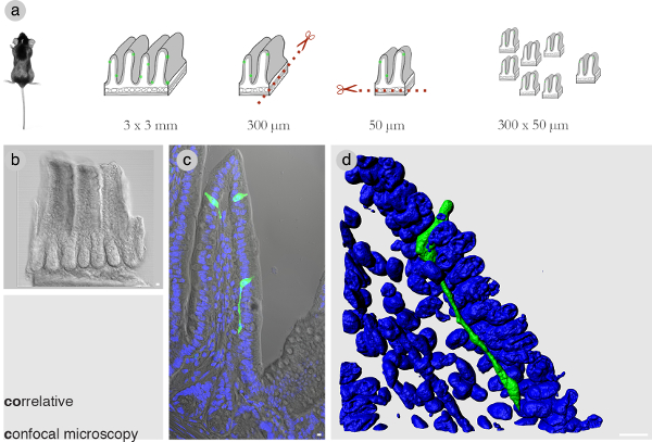 figure-results-1 Mouse intestinal tissue dissection steps; correlative confocal microscopy with 3D structural analysis.