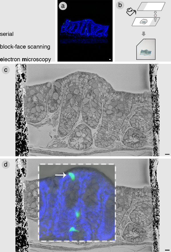 figure-results-2 Serial block-face electron microscopy diagram, showing tissue scanning and imaging process.