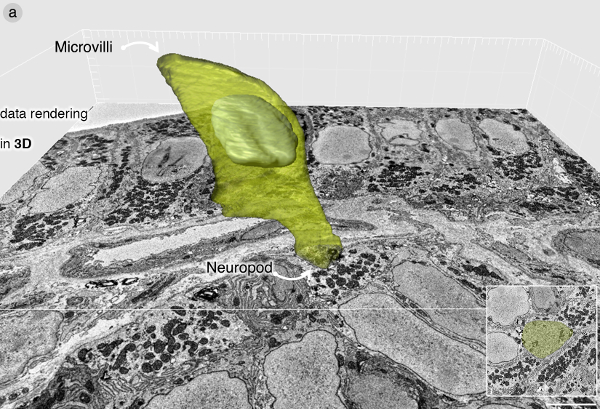figure-results-3 3D rendering of cellular structure showing microvilli and neuropod in microscopy data analysis.