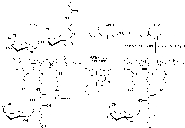 figure-results-2 Polymer synthesis process: chemical reaction diagram with fluorescein and structural formulas.