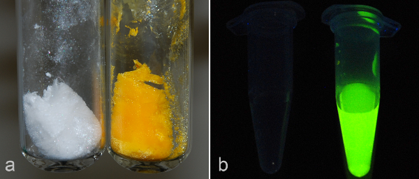 figure-results-6 Fluorescent protein experiment; test tubes with precipitate and tubes glowing under UV light.