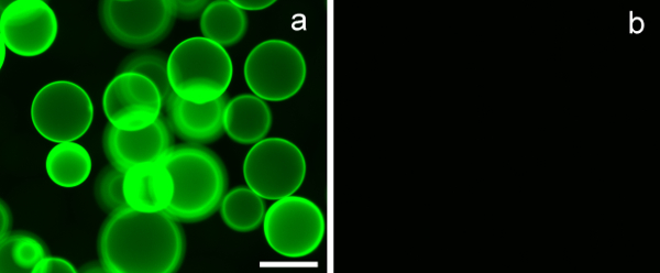figure-results-7 Green fluorescent biofilm microscopy, microbial growth analysis, experimental results comparison.
