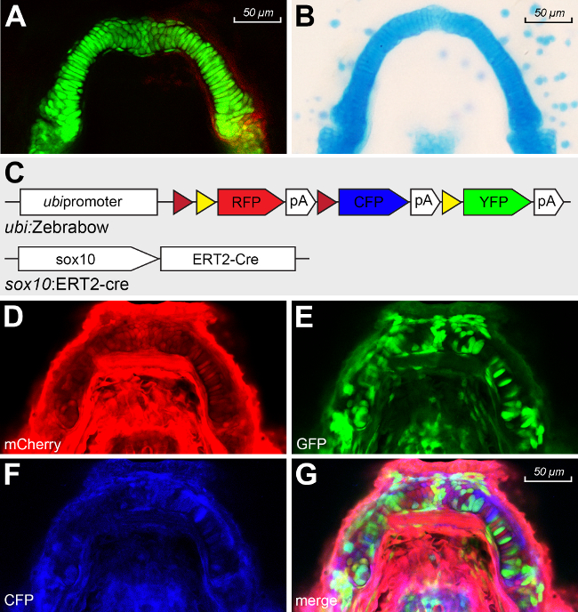 Fluorescence microscopy of zebrafish embryonic structures, gene expression analysis, promoter diagram.