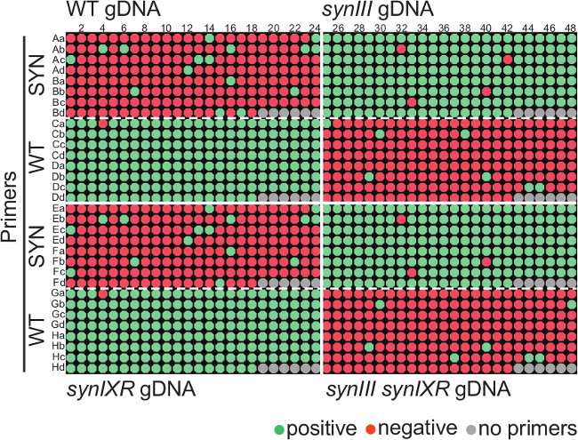 Genotyping matrix diagram with WT and synIII gDNA; positive, negative, and no primer results.