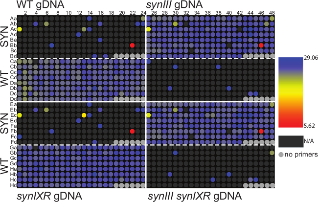 DNA sequencing heatmap; color-coded genotype data; genetic comparison chart; synIII synIXR analysis.