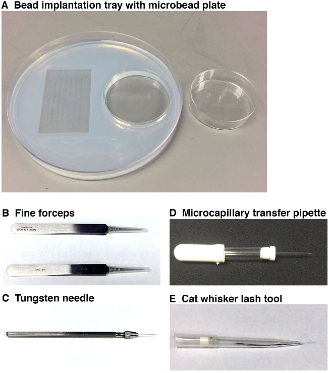 Bead implantation setup with tray, microbead plate, forceps, tungsten needle, pipette, lash tool.