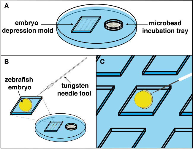 Zebrafish embryo microinjection diagram, using tungsten needle tool in depression mold setup.