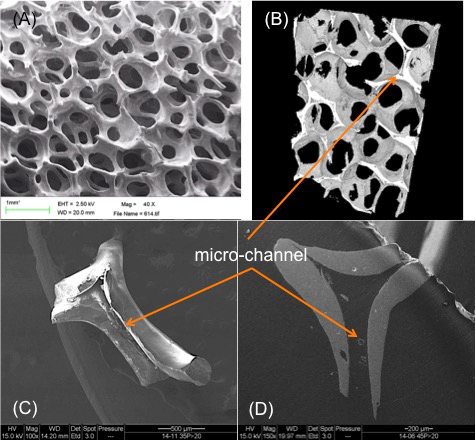 figure-results-3 Scanning electron microscopy diagram of micro-channel structure analysis in porous material study.