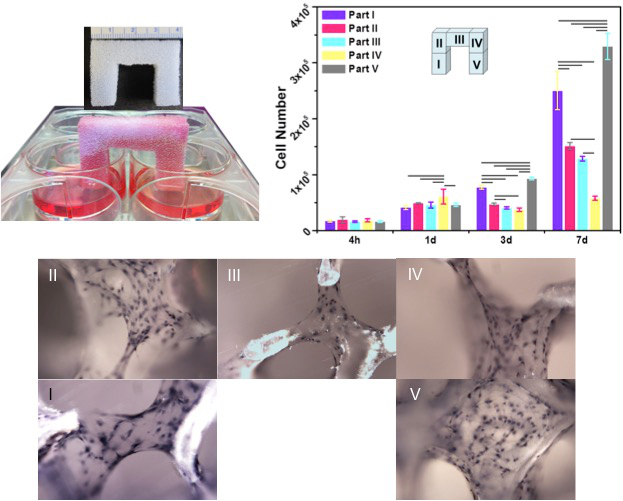 figure-results-6 Biomaterial cell growth, microscopy, graph analysis, scaffold layout, cell culture experiment results.