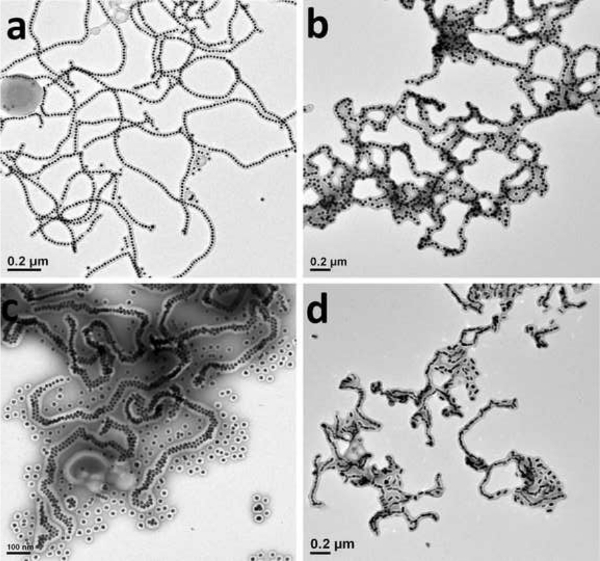 figure-results-2 Electrophoresis results, diagram, DNA separation, microscopy images at nanometer scale, structural analysis.