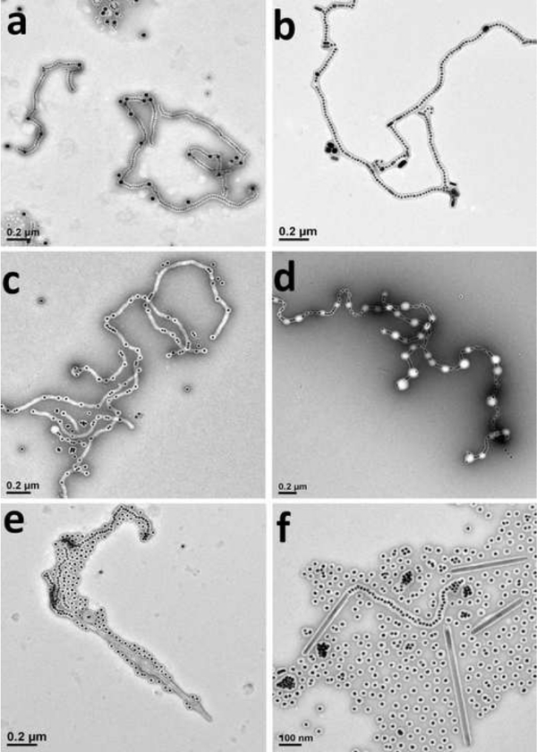 figure-results-3 Microscopic image of DNA origami structures, nanoscale visualization, electron microscopy.