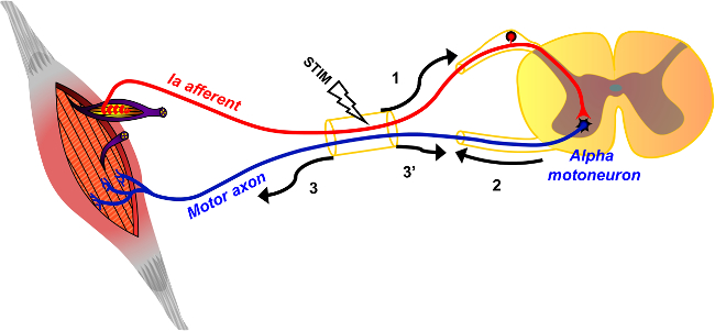 figure-introduction-2 Neural reflex arc diagram; Ia afferent, alpha motoneuron; synaptic transmission, motor response.