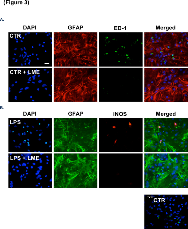 Immunofluorescence microscopy of cells with DAPI, GFAP, ED-1, iNOS in CTR, LPS treatments, merged.