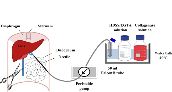 Liver perfusion diagram; includes peristaltic pump, HBSS/EGTA, collagenase for cell isolation.