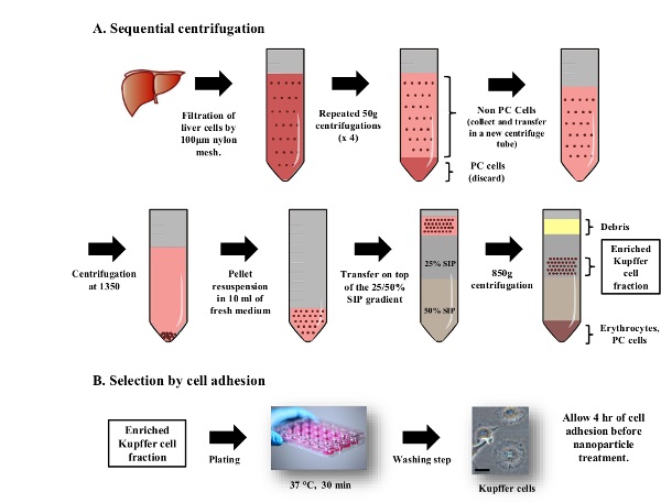 Sequential centrifugation diagram for Kupffer cell enrichment, liver cell filtration to final isolation.