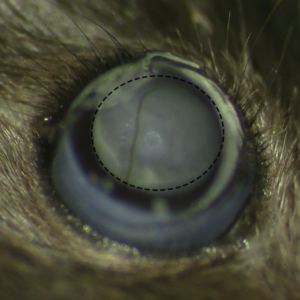 Fish eye close-up, cataract formation, microscopy image, lens opacity analysis.